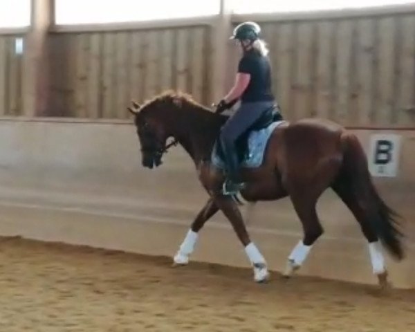broodmare Kate (German Sport Horse, 2015, from Kaiserstolz 5)