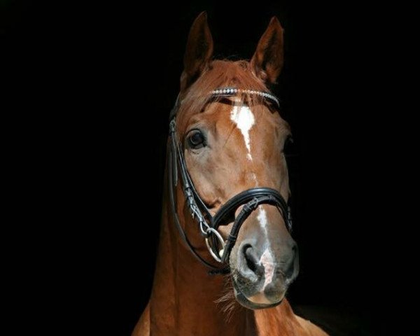 Pferd Carrado 6 (Westfale, 2006, von Cadeau des Dieux)