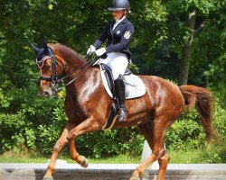 broodmare Inside 3 (German Sport Horse, 2007, from Samba Hit I)