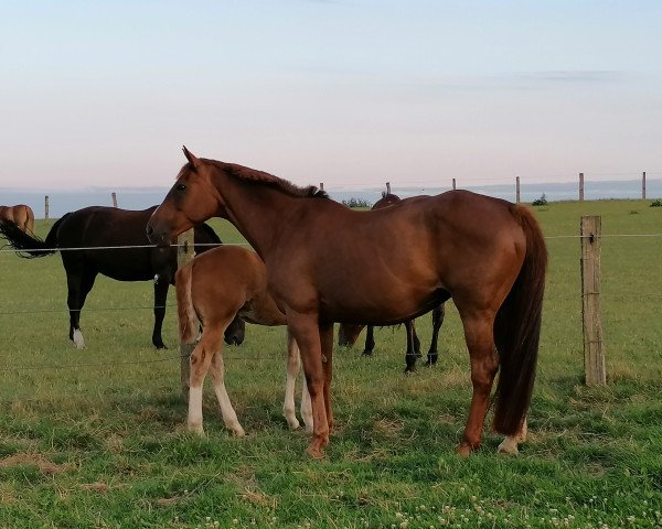 broodmare Amour 43 (Holsteiner, 2008, from Corrado I)