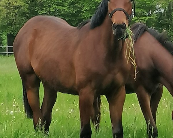 horse Stute von Keaton / Nekton (Holsteiner, 2020, from Keaton HV)