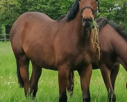 horse Stute von Keaton / Nekton (Holsteiner, 2020, from Keaton HV)