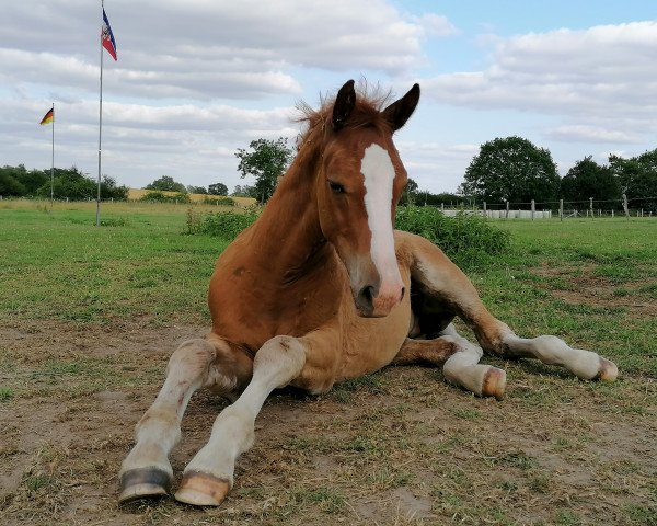 horse Hengst von Vingino / Corrado I (Holsteiner, 2021, from Vingino)
