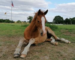 horse Hengst von Vingino / Corrado I (Holsteiner, 2021, from Vingino)