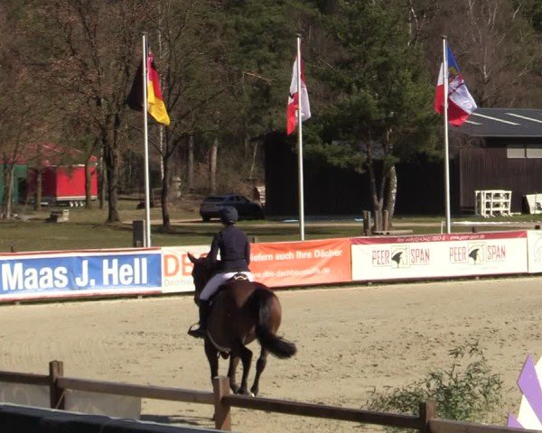 Reitturnier Westergellersen 2025