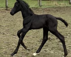 horse Hengst von Vivat Rex / Riccio (Westphalian, 2021, from Vivat Rex)