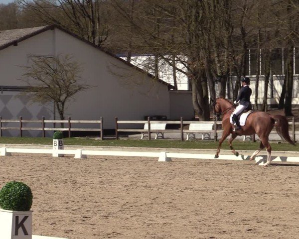 Reitturnier Balve-Wocklum 2025