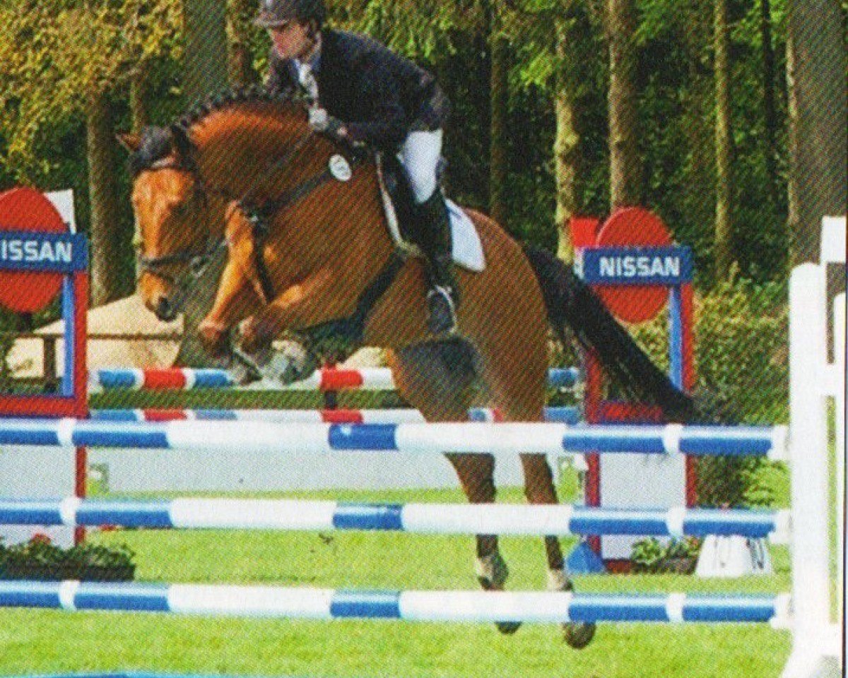 Springpferd Con Capital (Oldenburger Springpferd, 2004, von Con Capitol)