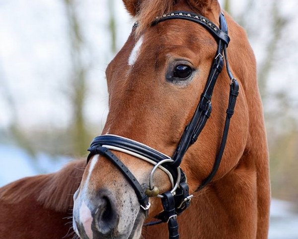 horse Sir Sid (Hanoverian, 2013, from Spörcken)