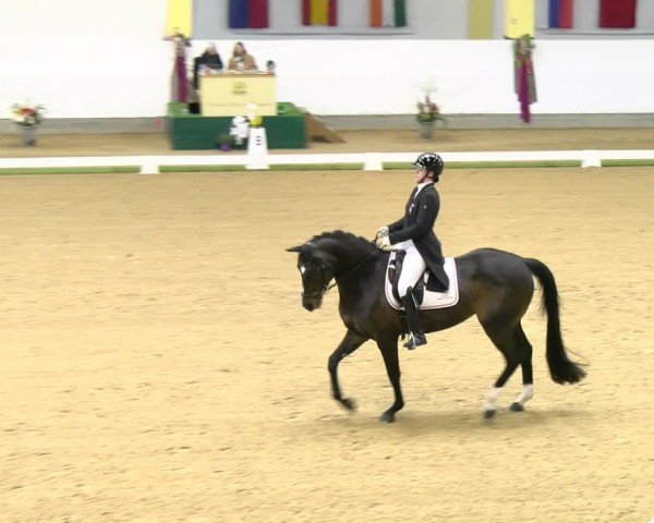 FEI Dressurturnier Stadl-Paura 2025