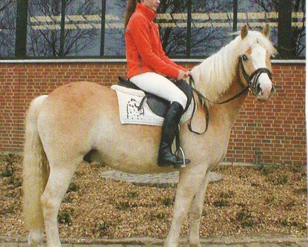 Pferd Aramis 515 (Haflinger, 2001, von Alban)