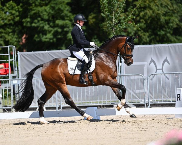 Dressurpferd Lord Legend (Hannoveraner, 2017, von Libertad FRH)