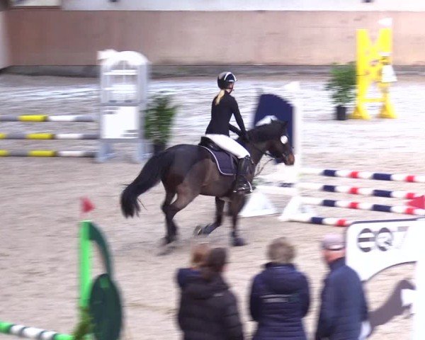 Reitturnier Niebüll 2025