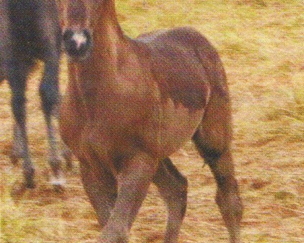 horse Snuffles (Arabian, 2004, from Shamar EAO)