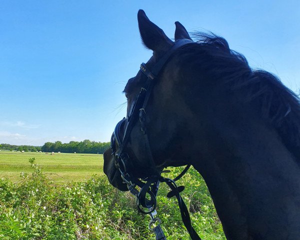 dressage horse Laskar TN (Trakehner, 2009, from Halimey Go)