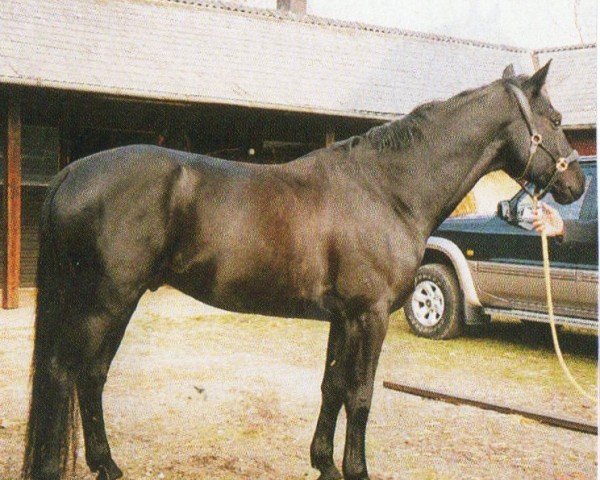 Pferd Elijas (Hannoveraner, 2005, von Eiger I)