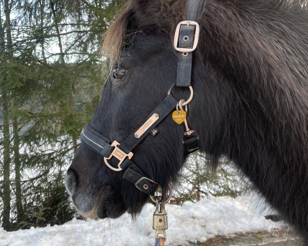 dressage horse Fitschy (Welsh-Pony (Section B), 1995)