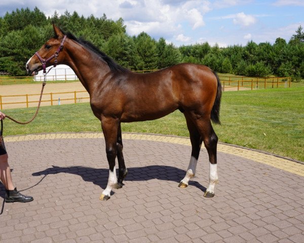 stallion Chico Fly (Holsteiner, 2021, from Chacfly PS)