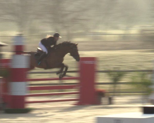 Reitturnier Westergellersen 2025