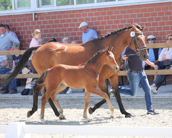 horse Hengst von Baccardi's Best / Fabriano (Westphalian, 2021, from Baccardi’s Best)