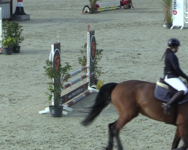 Reitturnier Westergellersen 2025