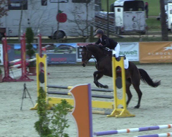 Reitturnier Westergellersen 2025