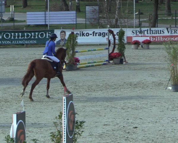 Reitturnier Westergellersen 2025