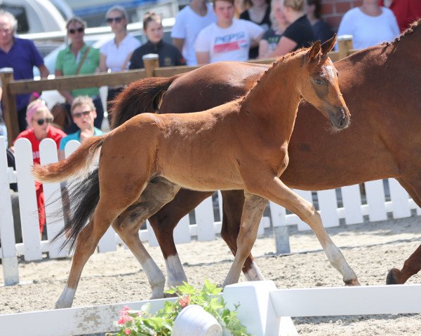 Pferd Hengst von Fürst Samarant / Donnerhall (Westfale, 2021, von Fürst Samarant)