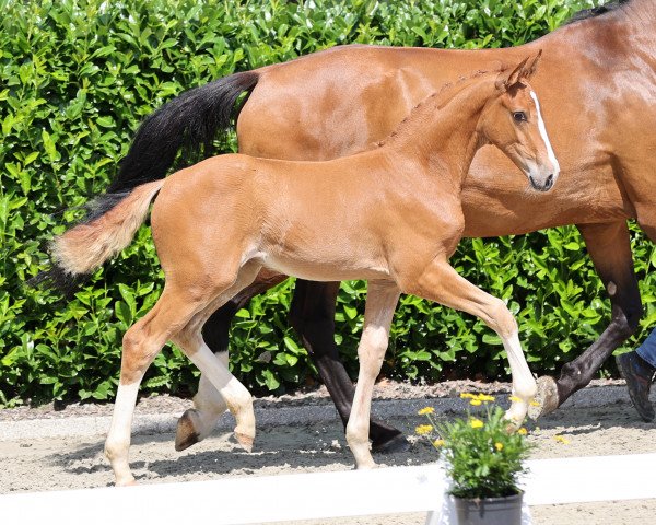 horse Bacary vom Heithof (Westphalian, 2021, from Baccardi’s Best)