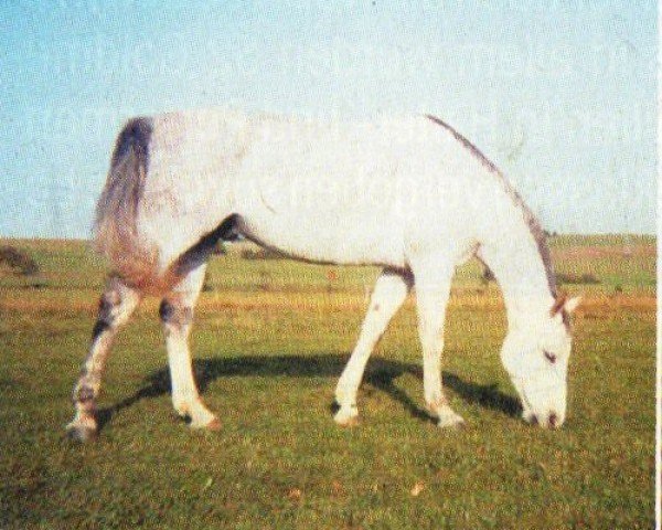 horse Pegasus flyer (Sachse, 1997, from Pesus xx)