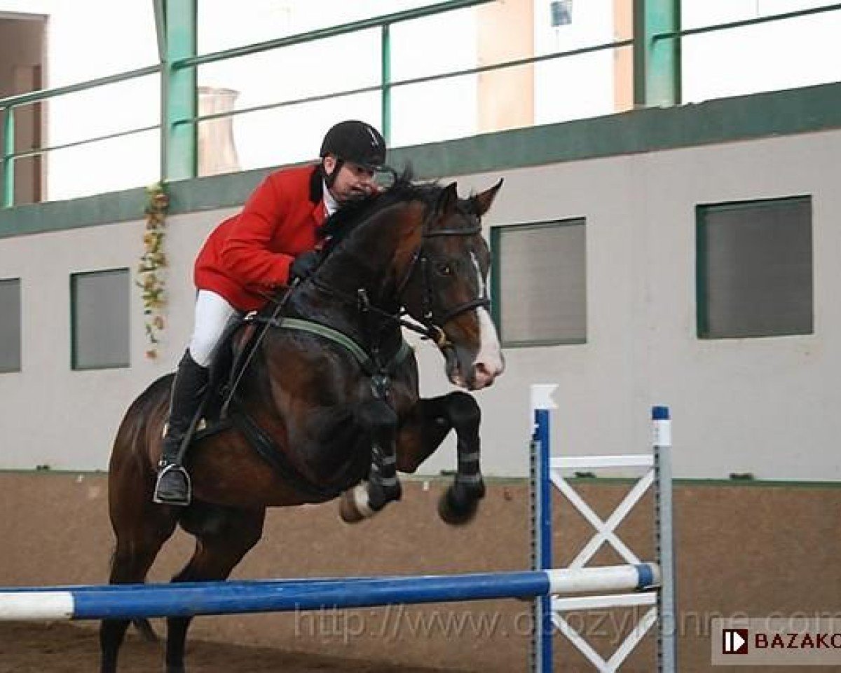 Deckhengst Trawers (Polnisches Warmblut, 1994, von Grand As)