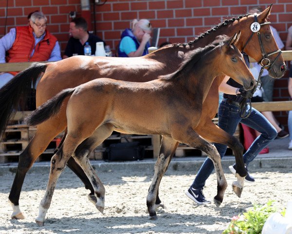 Pferd Bonny (Westfale, 2021, von Baccardi’s Best)