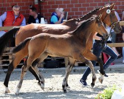 horse Bonny (Westphalian, 2021, from Baccardi’s Best)