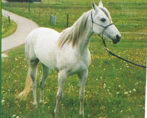 horse Masira Bint Zahra ox (Arabian purebred, 1995, from Masran El Shaklan ox)