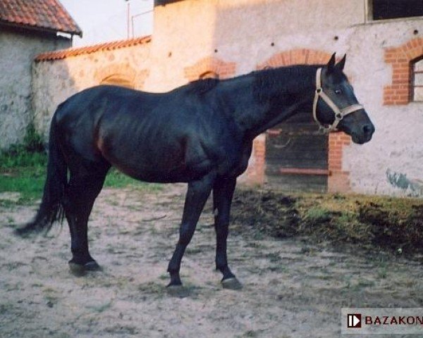 horse Piast (Polish Warmblood, 1995, from Dukat AA)