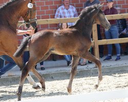 horse Hengst von Highland White / Lacock (Westphalian, 2021, from Highland White)