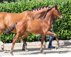 horse Stute von Vivat Rex / Lissabon (Westphalian, 2021, from Vivat Rex)