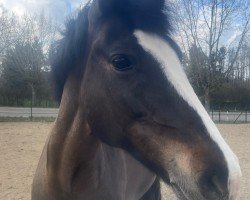 dressage horse Sulaatik's Louvre (KWPN (Royal Dutch Sporthorse), 2013, from Little Boy du Vent)
