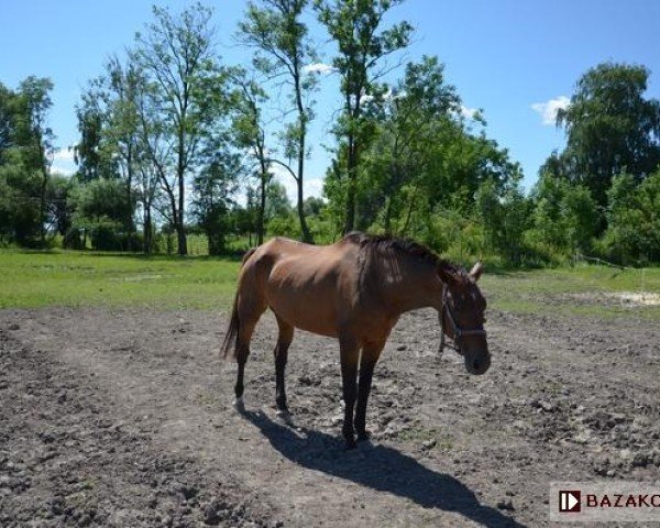 broodmare Kananga (Great Poland (wielkopolska), 1992, from Gordon I)