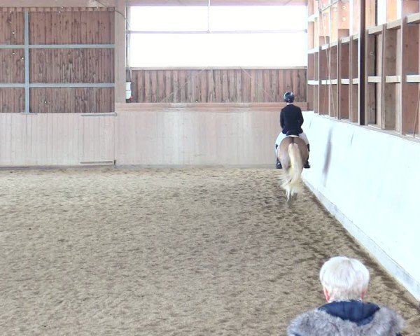 Reitturnier Marktredwitz 2025