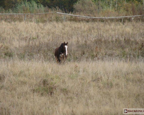 broodmare Karina (Great Poland (wielkopolska), 1988, from Bralin xx)