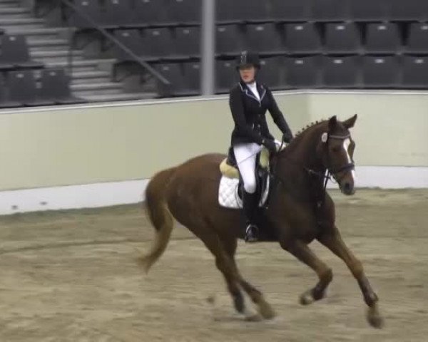 Reitturnier Verden 2013
