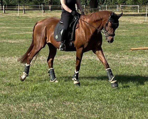broodmare Rising Sun 103 (Westphalian, 2008, from Riccio)