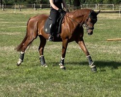 broodmare Rising Sun 103 (Westphalian, 2008, from Riccio)