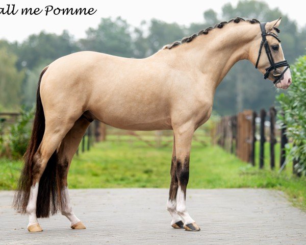 stallion Call me Pomme / Pippins Pomme Padour (Nederlands Welsh Ridepony, 2021, from Cassanova du Bois)