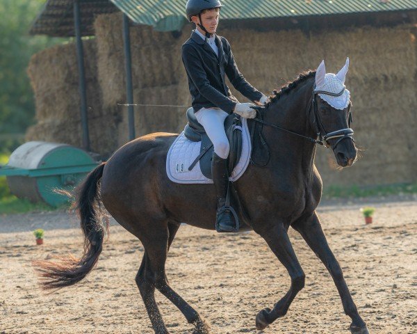 jumper Le petit 30 (Hanoverian, 2004, from Londonderry)