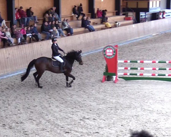 Reitturnier Niebüll 2025