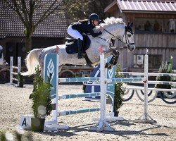 Springpferd Cornydo B. (Westfale, 2018, von Cornado NRW)