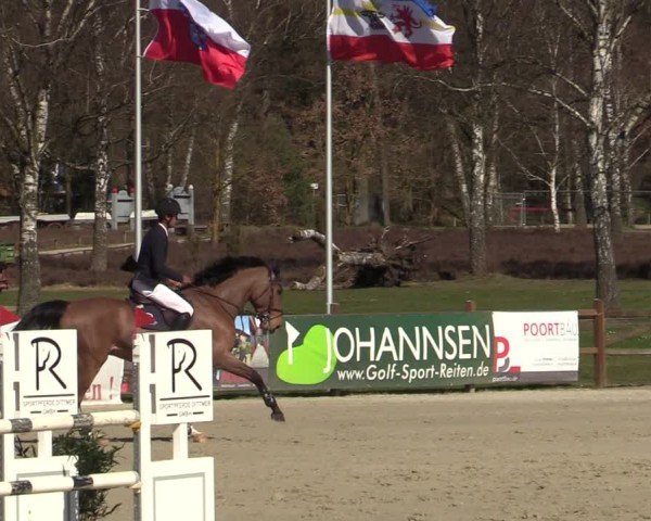 Reitturnier Westergellersen 2025