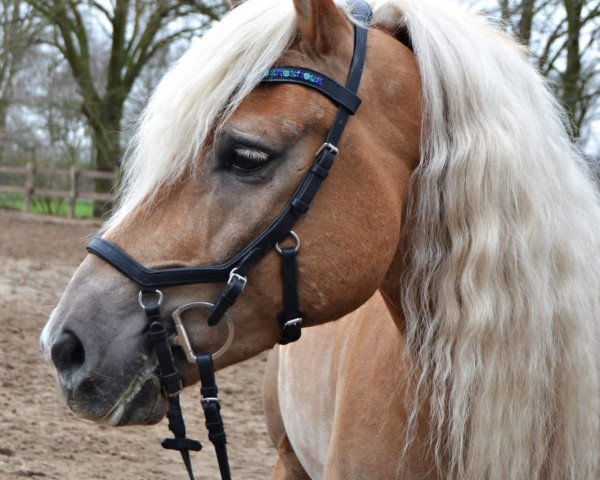 dressage horse Navario 2 (Haflinger, 2011, from Notre Beau)